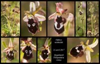 Ophrys-reinholdii2